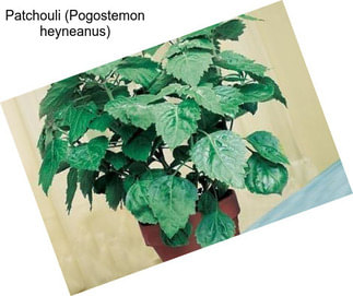 Patchouli (Pogostemon heyneanus)