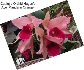 Cattleya Orchid Hagan\'s Ace ‘Mandarin Orange\'