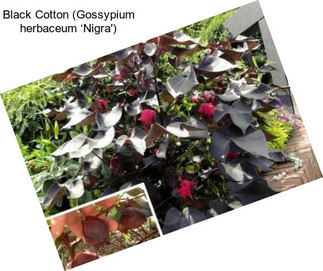 Black Cotton (Gossypium herbaceum ‘Nigra\')