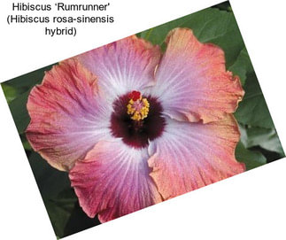 Hibiscus ‘Rumrunner\' (Hibiscus rosa-sinensis hybrid)