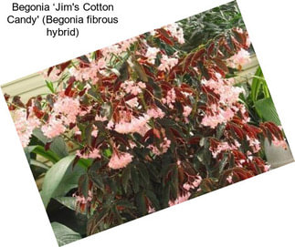 Begonia ‘Jim\'s Cotton Candy\' (Begonia fibrous hybrid)