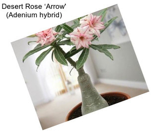 Desert Rose ‘Arrow\' (Adenium hybrid)