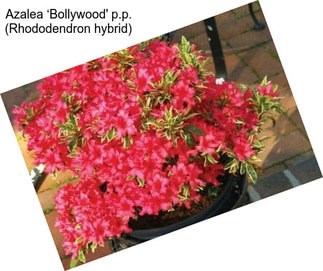 Azalea ‘Bollywood\' p.p. (Rhododendron hybrid)