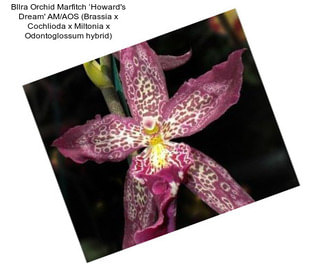 Bllra Orchid Marfitch ‘Howard\'s Dream\' AM/AOS (Brassia x Cochlioda x Miltonia x Odontoglossum hybrid)