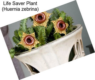 Life Saver Plant (Huernia zebrina)