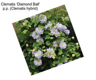 Clematis ‘Diamond Ball\' p.p. (Clematis hybrid)