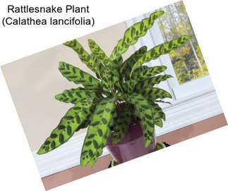 Rattlesnake Plant (Calathea lancifolia)