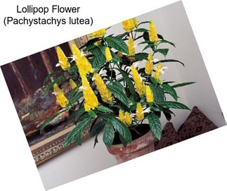 Lollipop Flower (Pachystachys lutea)