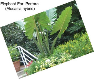 Elephant Ear \'Portora\' (Alocasia hybrid)