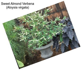Sweet Almond Verbena (Aloysia virgata)
