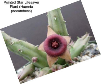 Pointed Star Lifesaver Plant (Huernia procumbens)