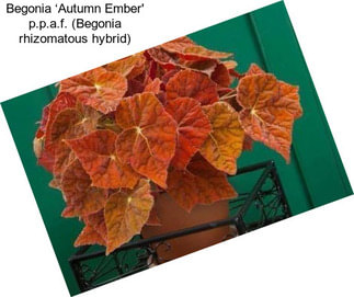 Begonia ‘Autumn Ember\' p.p.a.f. (Begonia rhizomatous hybrid)