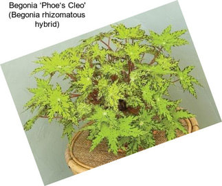 Begonia ‘Phoe‘s Cleo\' (Begonia rhizomatous hybrid)