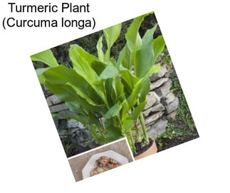 Turmeric Plant (Curcuma longa)