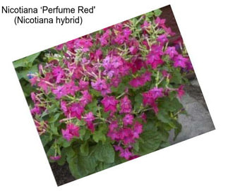 Nicotiana ‘Perfume Red\' (Nicotiana hybrid)