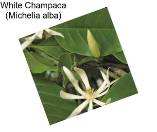 White Champaca (Michelia alba)