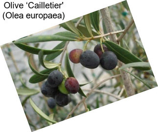 Olive ‘Cailletier\' (Olea europaea)