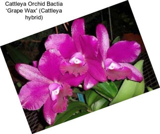 Cattleya Orchid Bactia ‘Grape Wax\' (Cattleya hybrid)
