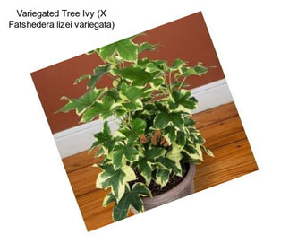Variegated Tree Ivy (X Fatshedera lizei variegata)