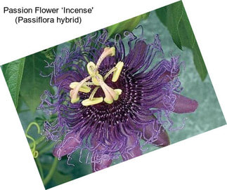 Passion Flower ‘Incense\' (Passiflora hybrid)