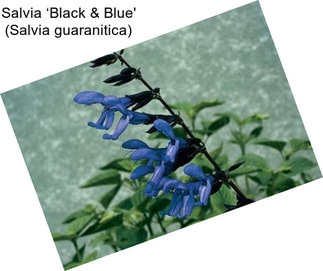Salvia ‘Black & Blue\' (Salvia guaranitica)