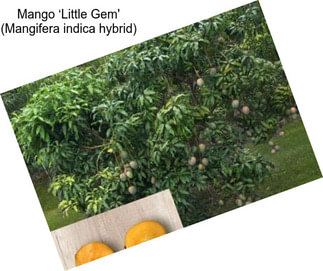 Mango ‘Little Gem\' (Mangifera indica hybrid)
