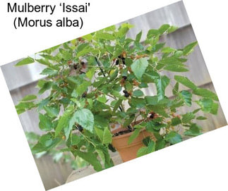 Mulberry ‘Issai\' (Morus alba)
