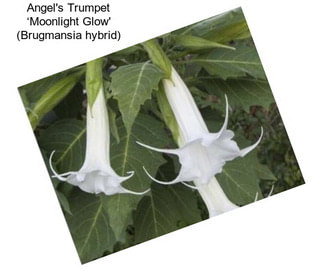 Angel\'s Trumpet ‘Moonlight Glow\' (Brugmansia hybrid)