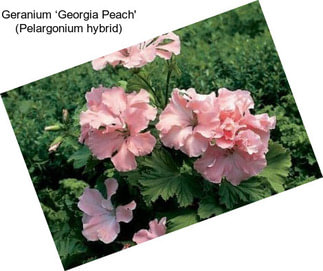 Geranium ‘Georgia Peach\' (Pelargonium hybrid)