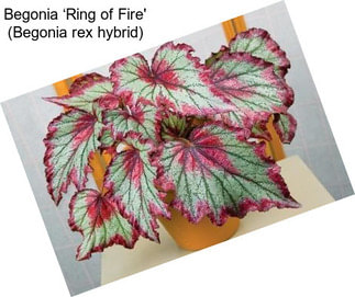 Begonia ‘Ring of Fire\' (Begonia rex hybrid)