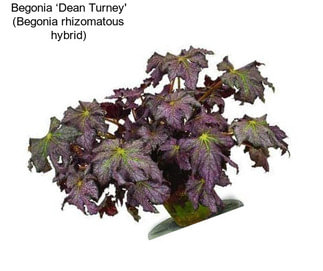 Begonia ‘Dean Turney\' (Begonia rhizomatous hybrid)