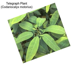 Telegraph Plant (Codariocalyx motorius)