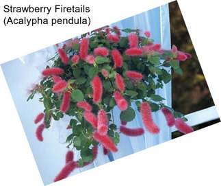 Strawberry Firetails (Acalypha pendula)