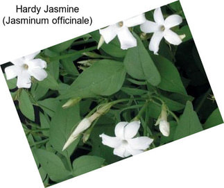 Hardy Jasmine (Jasminum officinale)