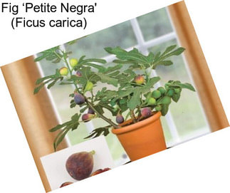 Fig ‘Petite Negra\' (Ficus carica)