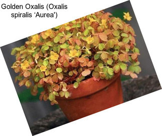 Golden Oxalis (Oxalis spiralis ‘Aurea\')