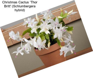 Christmas Cactus ‘Thor Britt\' (Schlumbergera hybrid)