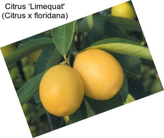 Citrus ‘Limequat\' (Citrus x floridana)