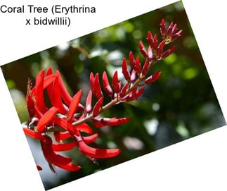 Coral Tree (Erythrina x bidwillii)