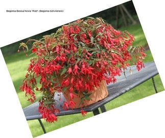 Begonia Bossa Nova ‘Red\' (Begonia boliviensis)