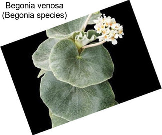 Begonia venosa (Begonia species)