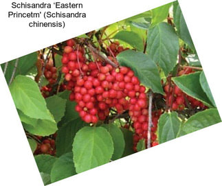 Schisandra ‘Eastern Princetm\' (Schisandra chinensis)