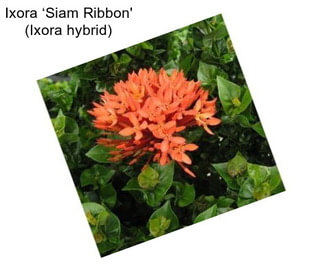 Ixora ‘Siam Ribbon\' (Ixora hybrid)