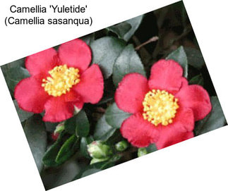 Camellia \'Yuletide\' (Camellia sasanqua)
