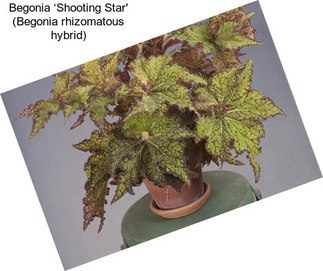 Begonia ‘Shooting Star\' (Begonia rhizomatous hybrid)