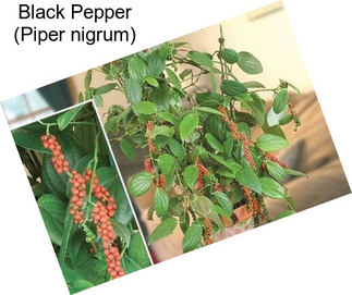 Black Pepper (Piper nigrum)