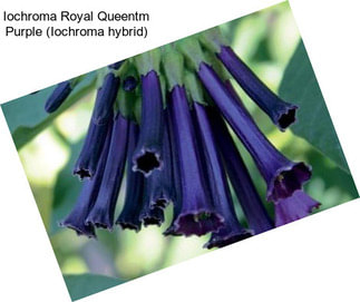 Iochroma Royal Queentm Purple (Iochroma hybrid)