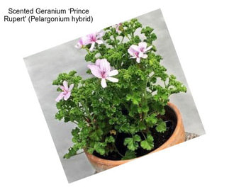 Scented Geranium ‘Prince Rupert\' (Pelargonium hybrid)