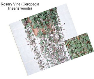 Rosary Vine (Ceropegia linearis woodii)