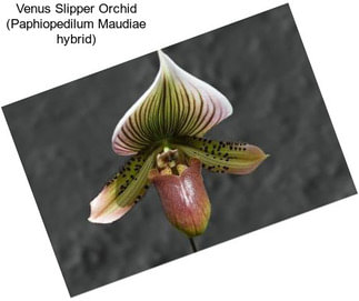 Venus Slipper Orchid (Paphiopedilum Maudiae hybrid)